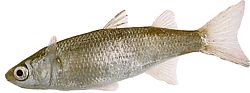 Mugil labrosus (Muly s veľkými perami)