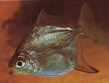 Myleus rubripinnis rubripinnis (Metynnis s červeným háčikom)