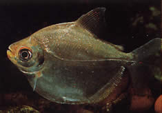 Mylossoma aureum (Pompano, zlatý pacou)