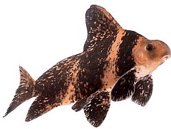 Myxocyprinus asiaticus sinensis (Myxocyprinus ázijský sinensis)
