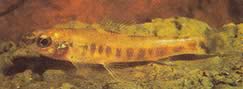 Nannocharax macropterus Africká tetra-flechete s veľkými plutvami