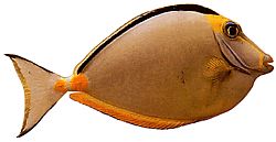 Naso lituratus (Nosné oranžové ostrohy)