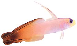 Nemateleotris magnifica (Hasič)