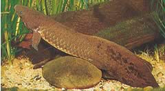 Neoceratodus forsteri Australian Dipneuste, Barramanda z Aust.