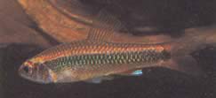 Neolebias kerguennae (Kerguenn Neolebias)