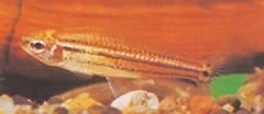 Neolebias trilineatus Africký charakter s tromi kapelami