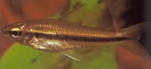 Neolebias unifasciatus Black Neolebias, African Characin pre skupinu