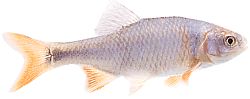 Notropis lutrensis (American Ide s červenými plutvami)