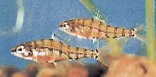 Odontocharacidium aphanes Odontocharacidium afány