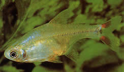 Odontostilbe piaba (Tetra piaba)