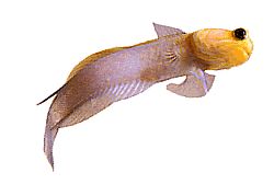 Opistognathus aurifrons (Opistognathe v prednej časti Doré)