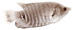 Osphronemus goramy (Gigant gourami)