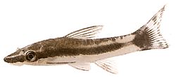 Otocinclus affinis