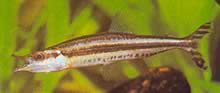 Paraphago rostratus Pruhovaný phago