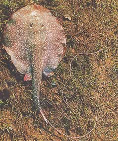 Paratrygon orbicularis (Orbiculárna čiara)