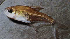 Phenacogaster megalostictus Veľká škvrna sklenená tetra