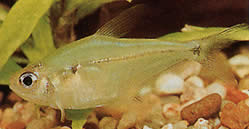 Phenacogaster pectinatus (Pectinatus, zlatá skupina tetra)