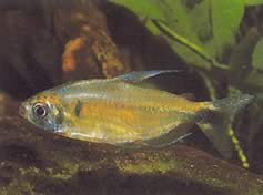 Phenacogrammus ansorgii (Bežné meno: Kongo Kongo de Ansorge)