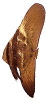 Platax orbicularis Ryba z orbiculárnej netopierov