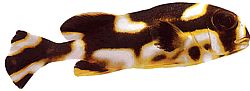 Plectorhynchus orientalis (Orientálny gaterin)