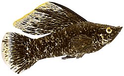 Poecilia latipinna (Molly závoj)