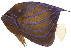 Pomacanthus annularis Prsteň