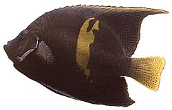 Pomacanthus maculosus Angel Fish v Croissant