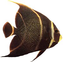 Pomacanthus paru (Francúzsky anjel)