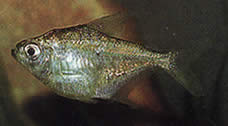 Poptella longipinnis Dlhé plutvy tetra