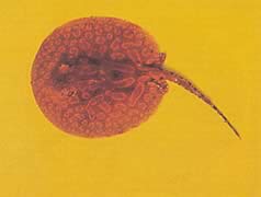 Potamotrygon laticeps Réie à aiguillon obyčajný