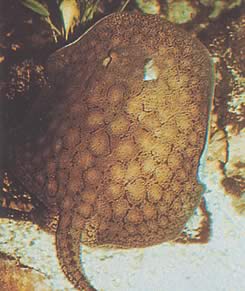 Potamotrygon reticulatus Prestavaná sladkovodná línia