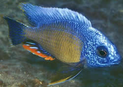 Protomelas steveni taiwan (Fenestratus Taiwan, Steveni Taiwan)