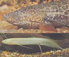 Protopterus aethiopicus aethiopicus Etiópsky protopovač