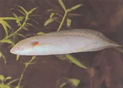 Protopterus annectens annectens Africký dipneuste