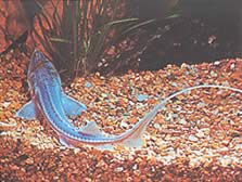 Pseudoscaphirhynchus kaufmanni (Jeseter Kaufmann)