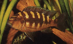 Pseudotropheus crabo (Pseudotrofheus chameleón)