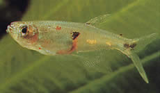 Pterobrycon myrnae (Brycon (Tetra) v plutvách)