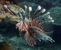 Pterois volitans (Skórovanie rýb)