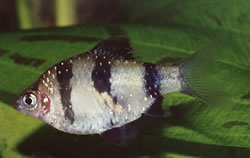 Puntius nigrofasciatus Červená hlava brada, vousatá nigor