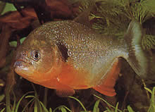 Pygocentrus caribe Skaparána