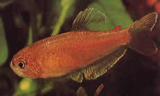 Rachoviscus crassiceps Characin s hrubou hlavou, zlatá tetra