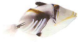 Rhinecanthus aculeatus