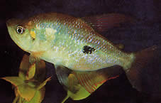 Rhoadsia altipinna (Tetra-arc-en-ciel)