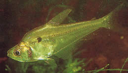 Roeboides thurni (Sklenené sklo tetra)