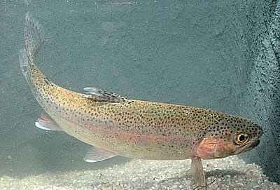 Salmo gairdneri Pstruh