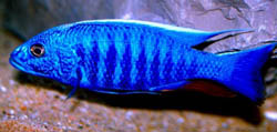 Scianochromis fryeri (Elektrický modrý)