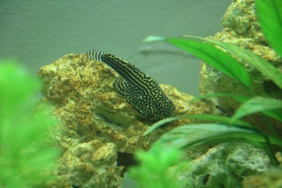 Sewellia Lineolata (Leopard)