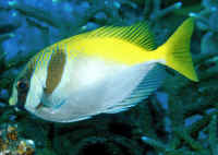 Siganus virgatus (Amfacant)