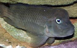 Steatocranus casuarius (Hunchback hlava, prilba Cichlid, Lionova hlava)