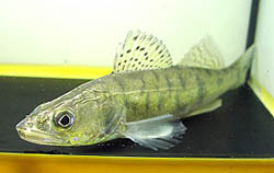 Stizostedion lucioperca (Triedič)